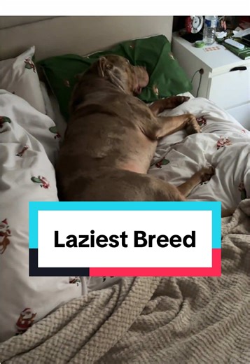 XL Bully: The Laziest Dog in the Family