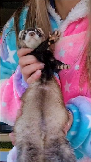 HOW TO: Blockage Protocol in Ferrets