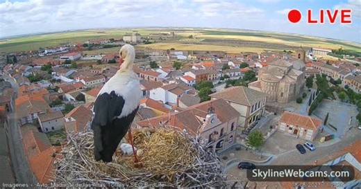 【LIVE】 Live Cam Madrigal de las Altas Torres - White Stork | SkylineWebcams