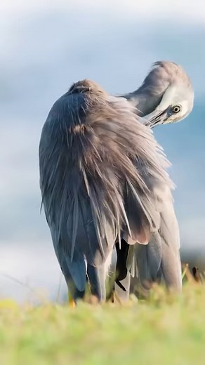 2.8K views · 202 reactions | What a story of survival by Tom...