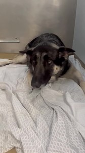 UPDATE: We reached our goal! $7000 ❤️ The medical bill has been paid, thanks for your generosity! I’m currently at ￼BluePearl Veterinary Partners - Overland Park and I have all of the details about Riley, the three-year-old German Shepherd that swallowed a bunch of medication. He’s been at the emergency clinic for the past three days with internal bleeding. ￼￼ he was released yesterday, back to his family, but after only a few hours, Riley was vomiting and had diarrhea, so he was brought back to