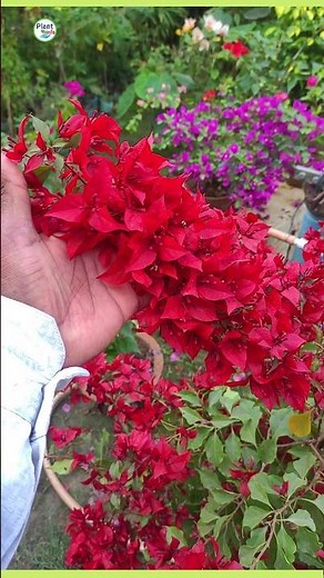 Best 8 easy to care creeper plants #creepers #vineplants #plantinfo