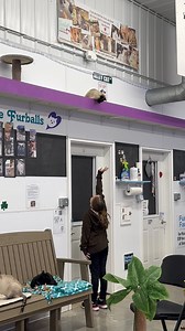 11K views · 1.2K reactions | Ernesto says… ‘who dat?’ #whodat #whoareyou #huh #catlovers #cats_of_world #furballs #catsanctuary #penthouse #love #toocute #cats #catlife #furballfarmcatsanctuary | Furball Farm Cat Sanctuary | Facebook