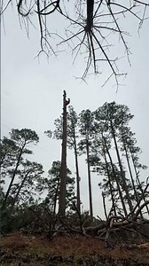 🚨🚨 removed this pine tree that got stuck by lightning. #trees #treechallenge #treeplantation #fyp