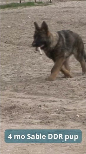 4 month old sable DDR pup play #germanshepherd #puppy