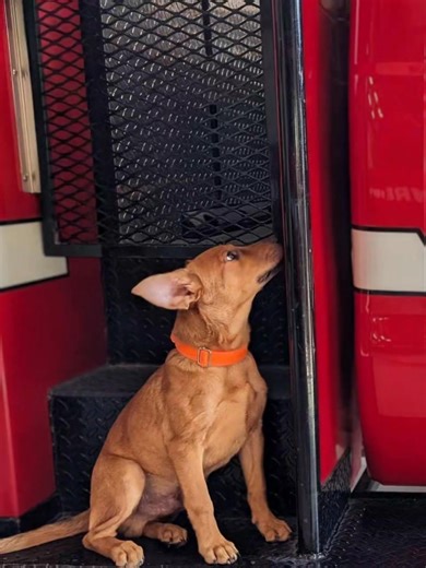 🚨🐾 Meet Justice! 🐾🚨 This handsome little guy is Justice — one of the pups from the "Born in the USA" litter! He’s a 14-week-old Shepherd mix, weighing in at 20 pounds of pure puppy sweetness. 💙 Today, Justice went on his very first adventure — a trip to PetSmart and a visit to the firehouse, where he saw his very first fire truck! 🚒 He did amazing on leash, was super well-behaved in the store, and made lots of new friends at the firehouse. Justice is: ✅ Crate trained ✅ Pee pad trained and 