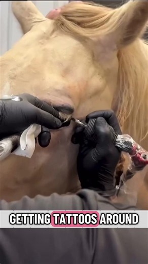 would you ever do this? #pets #horses #equine #fyp #viral | horses