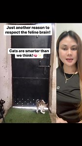 8.4K views · 113 reactions | ✨ This cat didn’t just wait… it solved...