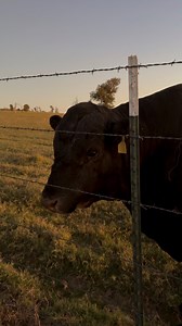 19K views · 902 reactions | Kevin is being a bit extra grumpy today since Hiroshi and Contaro and their girls are in the barn pasture. Kevin says it ain’t fair that he can’t be in there too! He let me know how upset he is when I tried to give him a head scratch. He wasn’t in the mood!  #texasrancher #thetexasrancher #ranching #ranchlife #cattleranch #blackangus #waygu #kevinthegrumpybull | Texas Rancher | Facebook