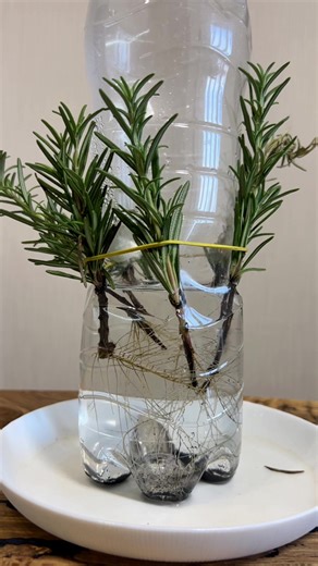 Целый куст розмарина за копейки! #розмарин