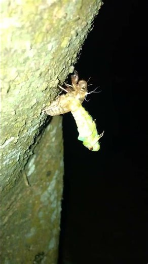 Cicada…จั๊กจั่นลอกคราบ