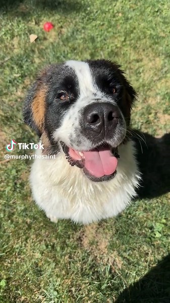Adorable Saint Bernard Puppies Post Bath Pose