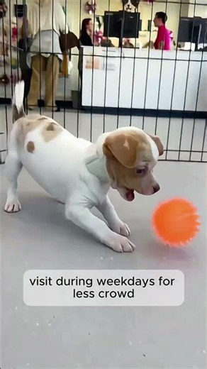 How to choose the healthiest puppy in the store! #puppy #dogsoftiktok #puppylove