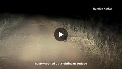 🟤 Rusty-Spotted Cat (Prionailurus rubiginosus) — The World’s Smallest Wild Cat 🐾 Often mistaken for a domestic kitten, the Rusty-spotted cat is one of the smallest and most elusive wild felines on… | Tadoba Andhari Tiger Reserve (TATR)