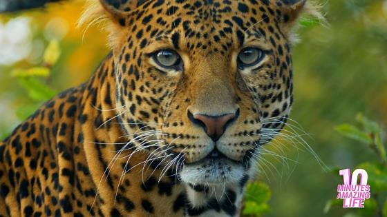 Leopard Close Up