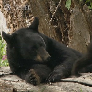 215K views · 343 reactions | Question: What kind of bear is best?  | Nature | PBS | Facebook