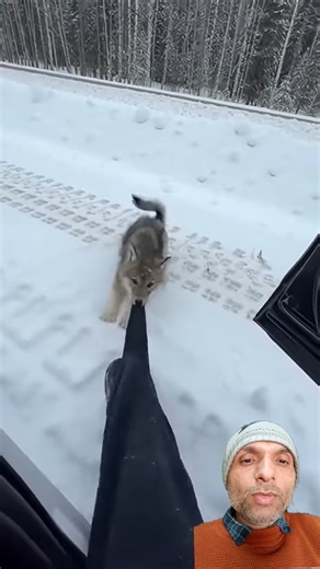 “Tiger Attacks Buffalo — Power Meets Raw Strength! 🐃⚔️🐅”