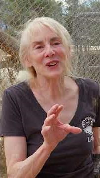 What's the difference between a dog and a wolf? #DrSeuss #Shorts