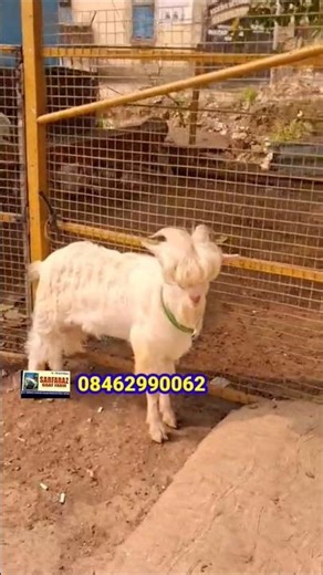 Bantam Bakra Adant 💫 #trending #shorts #viral #youtubeshorts #goat #qurbani