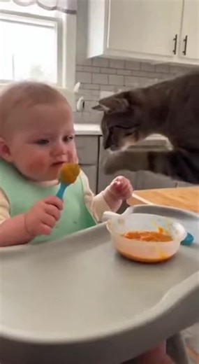 SILLY CAT destroying BABY food 🤣😼 #silly #cat #baby #catlover #petsoftiktok