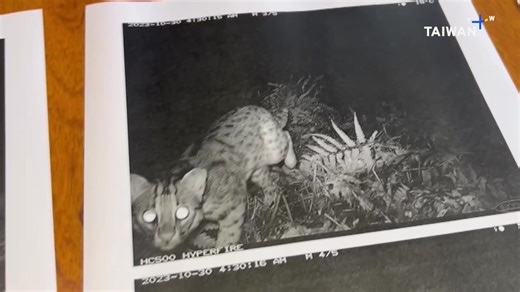 A Meowvelous sighting! A leopard cat has been spotted in northeastern Taiwan's Yilan County for the first time in 30 years,. | TaiwanPlus News