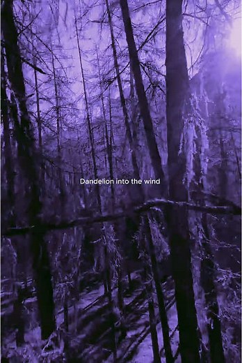 Perfumes Wholesale on TikTok