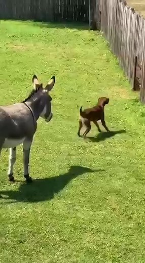 1.3K views | Tiger Attacks a Dog — But a Donkey Kicks It Away! A tiger jumps at a dog, but an unexpected defender steps in! #Tiger #Dog #Donkey #Animals #Reaction #Wildlife #Shorts #Viral | Paws & Wildlife | Facebook