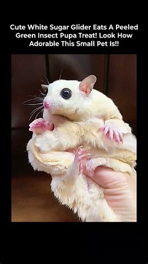 Cute White Sugar Glider Eats A Peeled Green Insect Pupa Treat! Look How Adorable This Small Pet Is!!