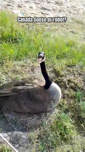 What is a Cobra Chicken?