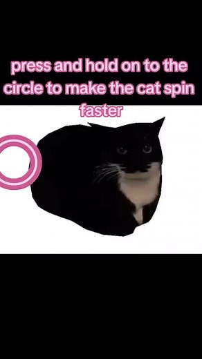 Cat Spinning Trend Tutorial: How to Create Fun Videos