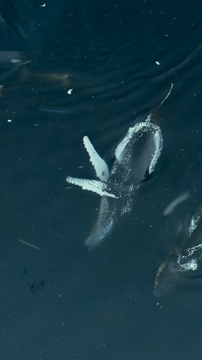 National Geographic on Instagram: "Video by @bertiegregory | A population of Antarctic killer whales known as B1 uses an extraordinary strategy to hunt seals resting on ice. Working as a team, the whales create a powerful breaking wave to wash their target into the water. However, when the piece of ice is too big to wave wash, they create a subsurface shock wave instead, which shatters the ice into small pieces. After this pod had successfully pushed this Weddell seal into the water, a pair of h