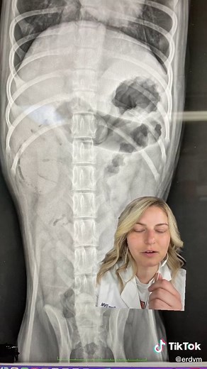 Understanding Intussusception in Veterinary Medicine