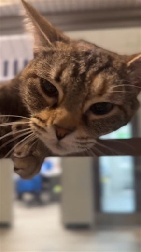 Meet Polygon, a polydactyl cat. Her extra toe beans = extra charm. Polydactyl cats are born with more than the usual number of toes. It’s a harmless genetic quirk that gives them bonus beans and impressive grip. Fun fact: Ernest Hemingway’s home in Key West, Florida is famous for its cats. About 60 cats live there, and many are polydactyl, just like Polygon. | Humane Society of Charlotte