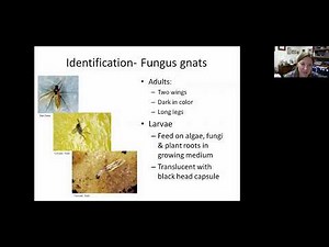 Controlling Drain flies, House flies, and Fungus Gnats.
