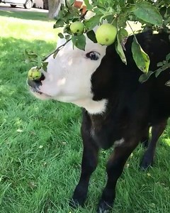 36K views · 1.8K reactions | sometimes you just need a helping hand  sweet Ginny | Happy Hens & Highlands Farm LLC | Facebook