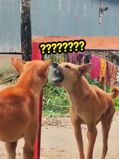 This Dog Had No Idea… It Was HIM #creatorsearchinsights