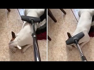 Dog Loves Getting Vacuum Massage