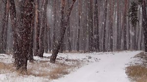 Trees, Snow, Snowfall. Free Stock Video