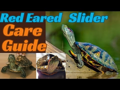 Red Eared Slider Care Guide,the Best pet turtle.