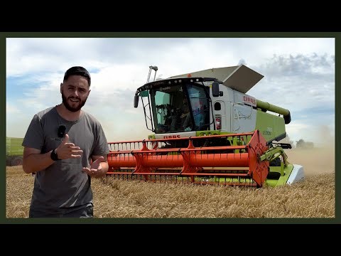 Organic Wheat Harvest | Full Process, Combine Settings & Tips