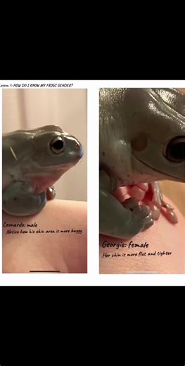 Wanna know how to tell the difference between female and male Dumpy Frogs? #dumpytreefrog #fyp #animal #animaleducation #genderingfrog