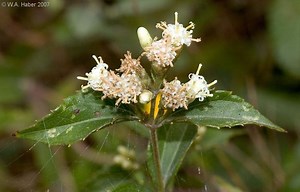 Calea ternifolia - Alchetron, The Free Social Encyclopedia