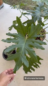 Jolla PR Oficial on Reels | Facebook