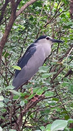 Black Crowned Night Heron Spotted in the Jungle! 🐦