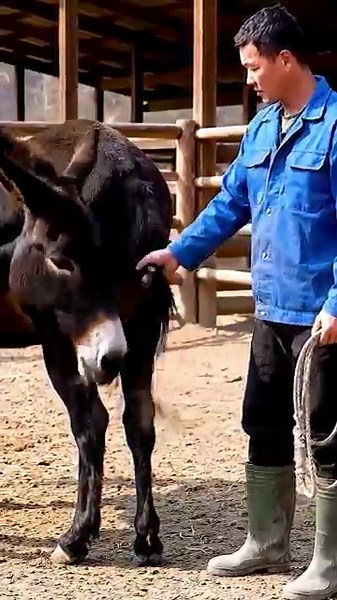 Donkeys live among donkeys and horses 481