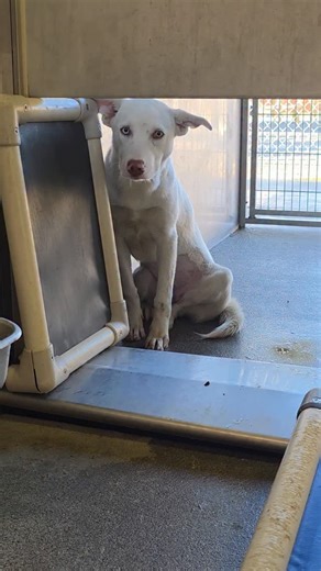 iloverescue on Instagram: "🚨🚨 72-HOUR NOTICE ISSUED 12/18 🚨🚨 When I approached Bunny’s kennel, she was trembling. Her wide, fearful eyes followed me, her tail tucked tight, and she froze as if the world had suddenly become too much. She didn’t move toward me—she just stayed pressed to the corner, unsure, scared, and trying to disappear into herself. The shelter is a loud, fast-moving place, and for a dog like Bunny, even small movements can feel overwhelming. The staff’s notes paint the rest