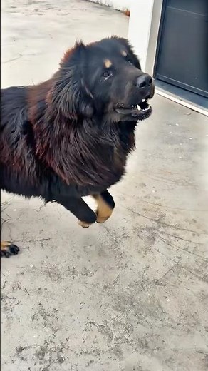 Best Guard dogs in Uttar Pradesh #guarddog #tibetanmastiff #dog