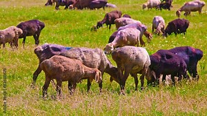 shorn white fat-tailed sheep standing close to others to hide in their shadow from direct sun in tall grass pasture at sunny spring day.
