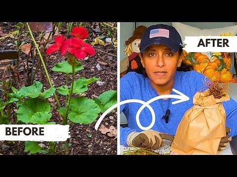 How To Overwinter Geraniums Indoors | Winterize Store Geraniums Through The Winter Bare Root