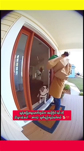 သခင်ကိုအမြဲကူညီပေးတက်တဲ့ ခွေလိမ္မာလေး #animals #flypシ #dog